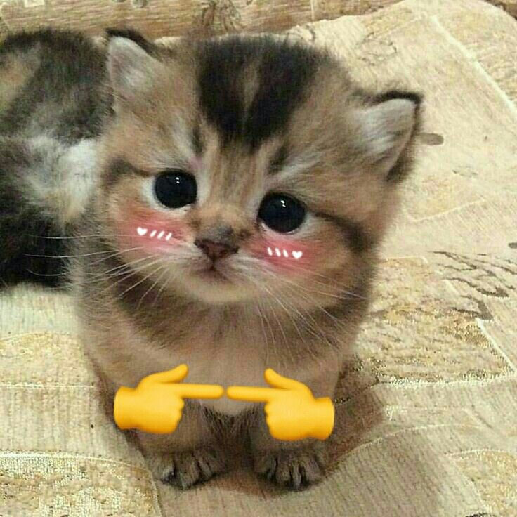 Petit chat mignon